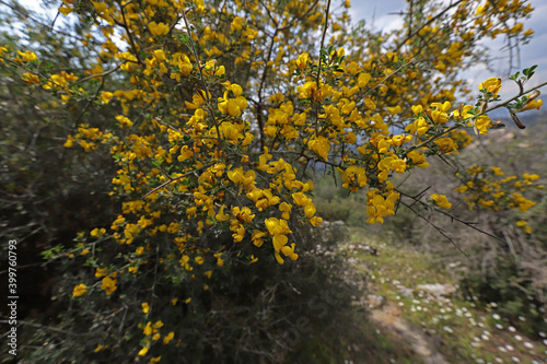 Mimosa tree (acacia dealbata)