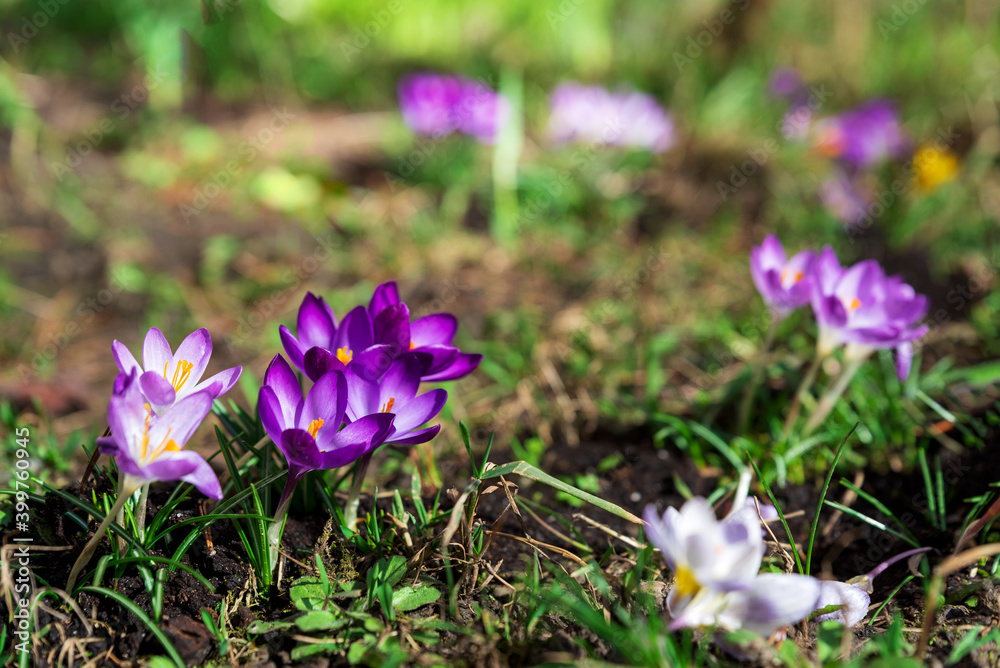Close-up blooming purple crocus flowers on meadow under sun beams in spring time. Beautiful spring background. Selective focus Close-up blooming purple crocus flowers on meadow under sun beams in spring time. Beautiful spring background. Selective focus