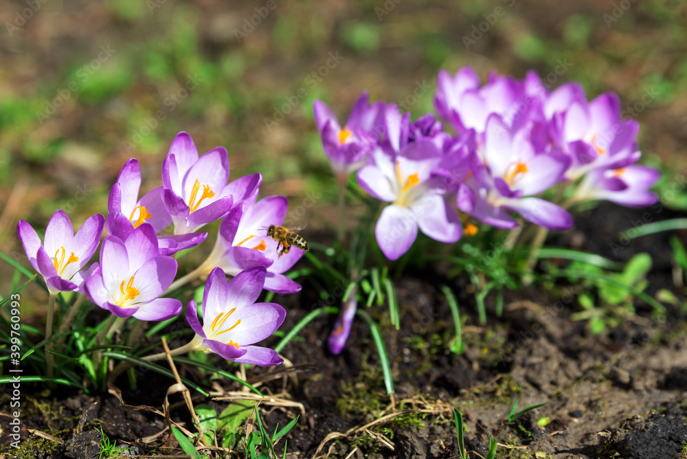 Bee flying over blooming purple crocus flowers on meadow under sun beams in spring time. Beautiful spring background. Selective focus Bee flying over blooming purple crocus flowers on meadow under sun beams in spring time. Beautiful spring background. Selective focus
