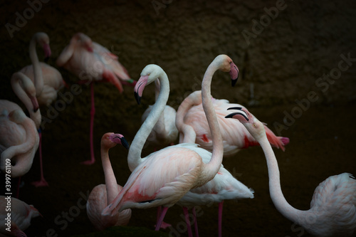 Pink flamengos
