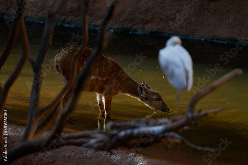 Una cierva está bebiendo en un río, un pájaro la está mirando.
