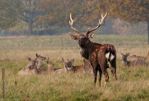 Male sika deer stag with his harem of females photo