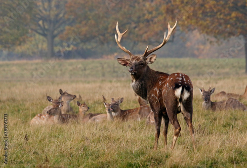Male sika deer stag with his harem of females