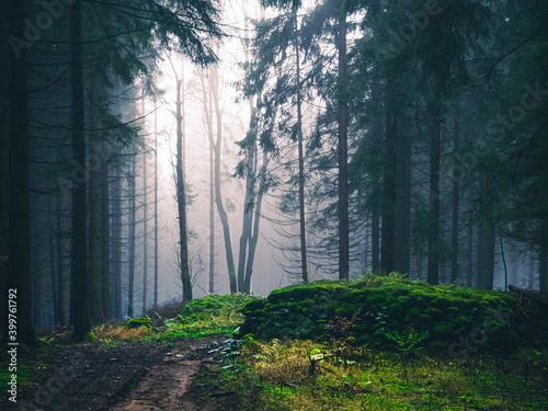 Mysterious foggy forest, light coming through trees, stones, moss, wood fern, spruce trees, fog, mist. Gloomy magical landscape at autumn/fall. Jeseniky mountains, Eastern Europe, Moravia.  . photo