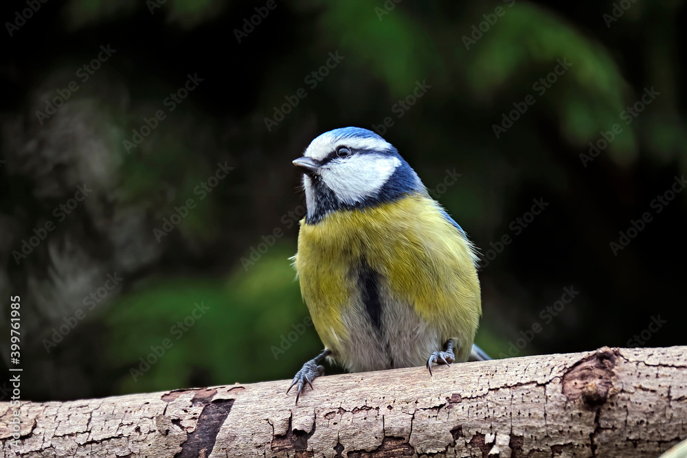 Obraz premium Blaumeise ( Cyanistes caeruleus ).