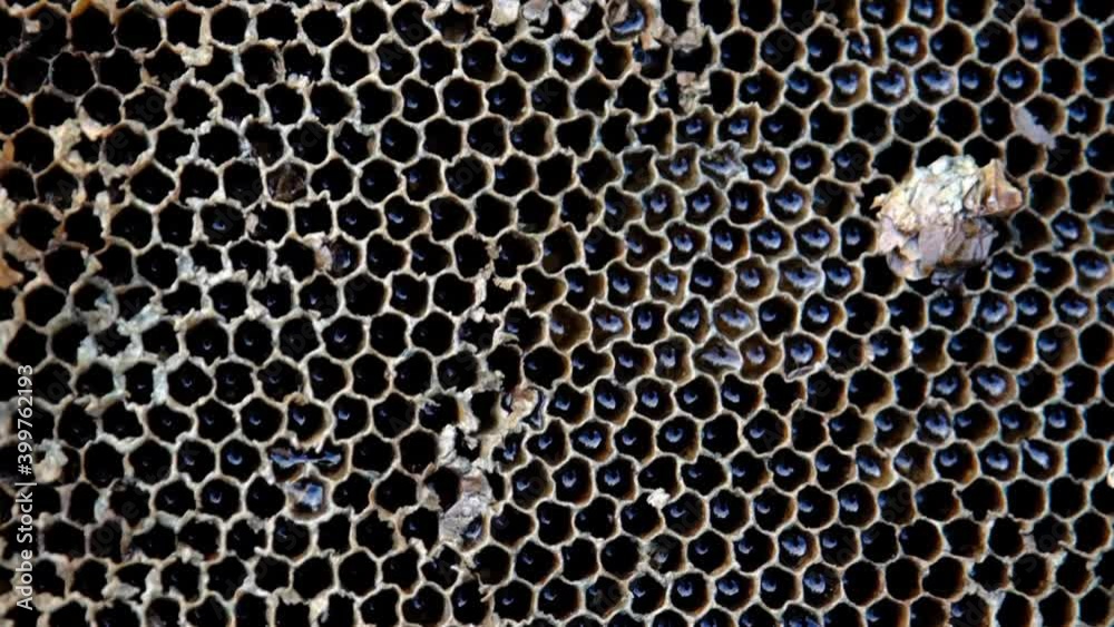 Uncapped honey comb. Fresh honey in a close up. Organic