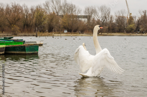 Fototapeta Naklejka Na Ścianę i Meble -  Swans in a tributary of the Danube near Novi Sad, in the winter 