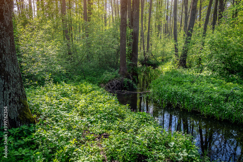Beautiful forest landscape with a small calm river with grassy banks. The river has washed away the trees and the roots are visible. Wild, untouched nature. Soft focus