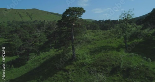 Close-up aerial approaching a single Scots pine tree in the ancient forest Coille Coire Chuilc - Scots Pine (Pinus Silvestris) - near Tyndrum in the Scottish Highlands by the banks of the Cononish photo