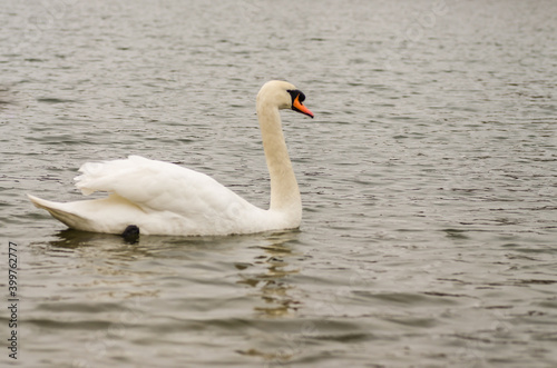 Swans in a tributary of the Danube near Novi Sad  in the winter 