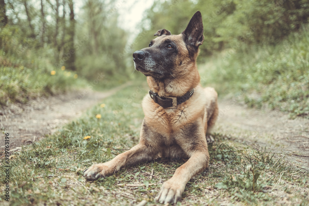Belgischer Schäferhund liegt am Boden im Wald.Hochformat