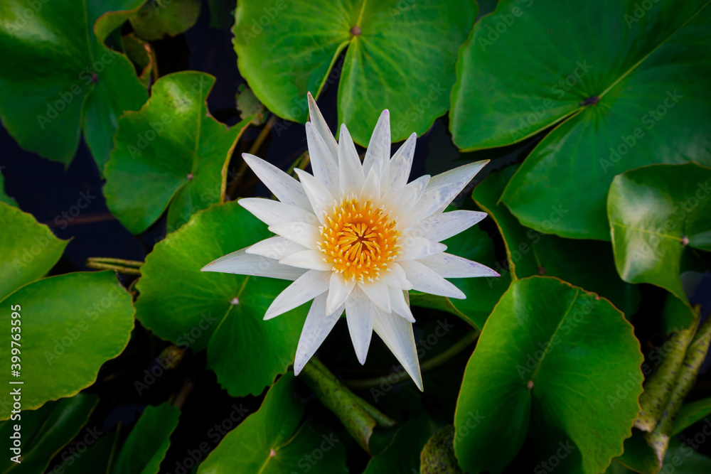 White lotus flower and green leaves in the pond. White lotus flower and green leaves in the pond.