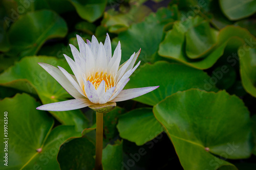 White lotus flower and green leaves in the pond.