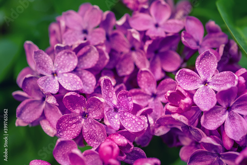 Lilac flowers macro