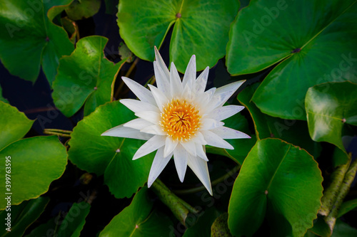 White lotus flower and green leaves in the pond.