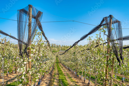 Apple plantation orchard blossom in spring