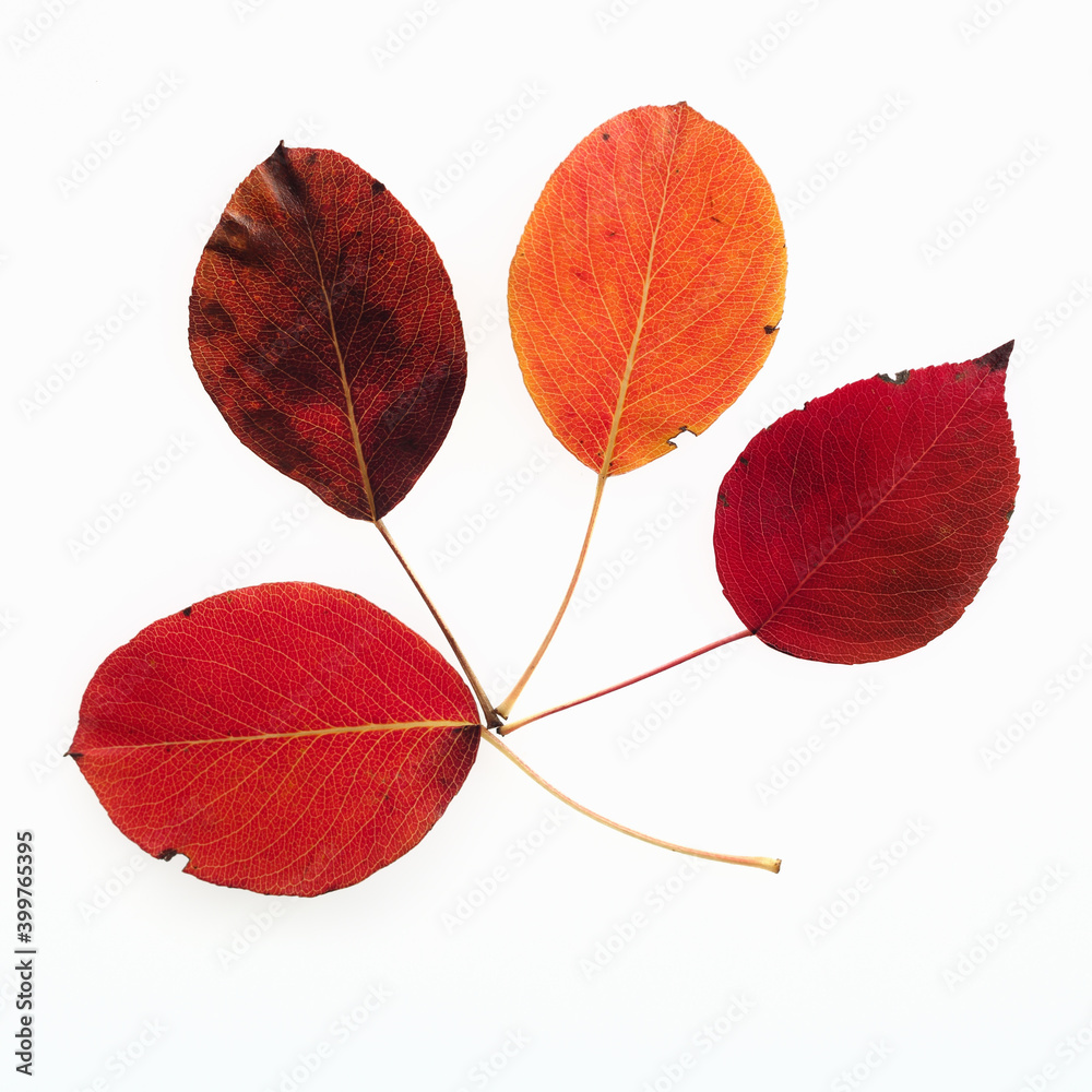 Fototapeta premium Close-up of autumn leaves isolated on a white background