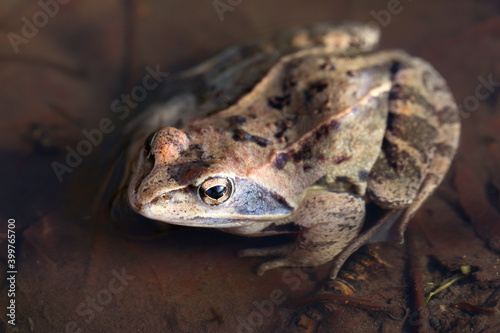 Rana arvalis. Frog close-up in spring in a puddle
