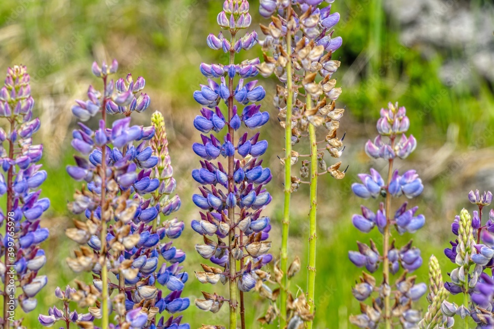 Fototapeta premium Blue Lupine