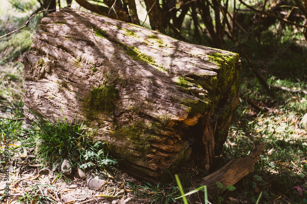 Trees stump Trees stump