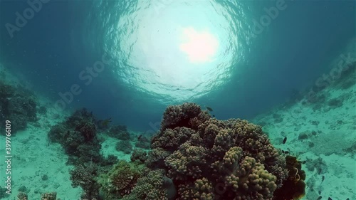 Wallpaper Mural Tropical coral reef seascape with fishes, hard and soft corals. Torontodigital.ca