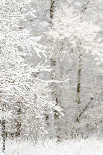 Zimowy detal krajobrazu © joannak24