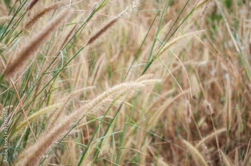 Beautiful grass flowers on a blurred background