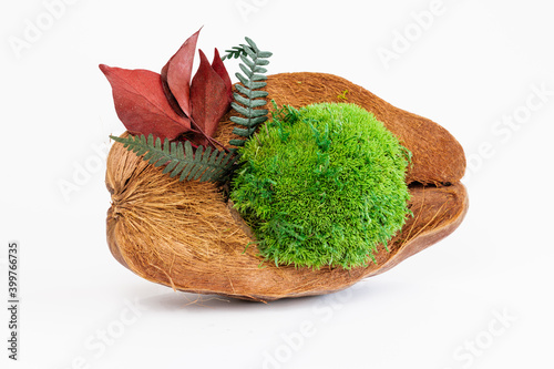Icelandic sterilized moss with flowers and plants in coconut on a white background. Decorative thing for the interior