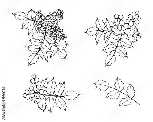Set of isolated elements of the branch of Mahonia, oregon-grape with flowers, berries, leaves. Vector black outline illustration.