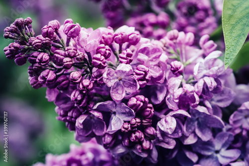 Spring lilac flowers