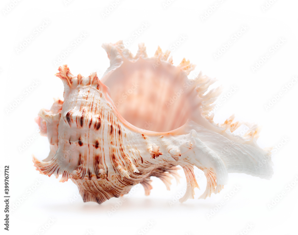 Rapana shell closeup isolated on a white background. Rapana shell closeup isolated on a white background.