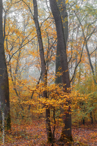 Forest scenery on a hazy autumn day. Trees in colorful foliage.