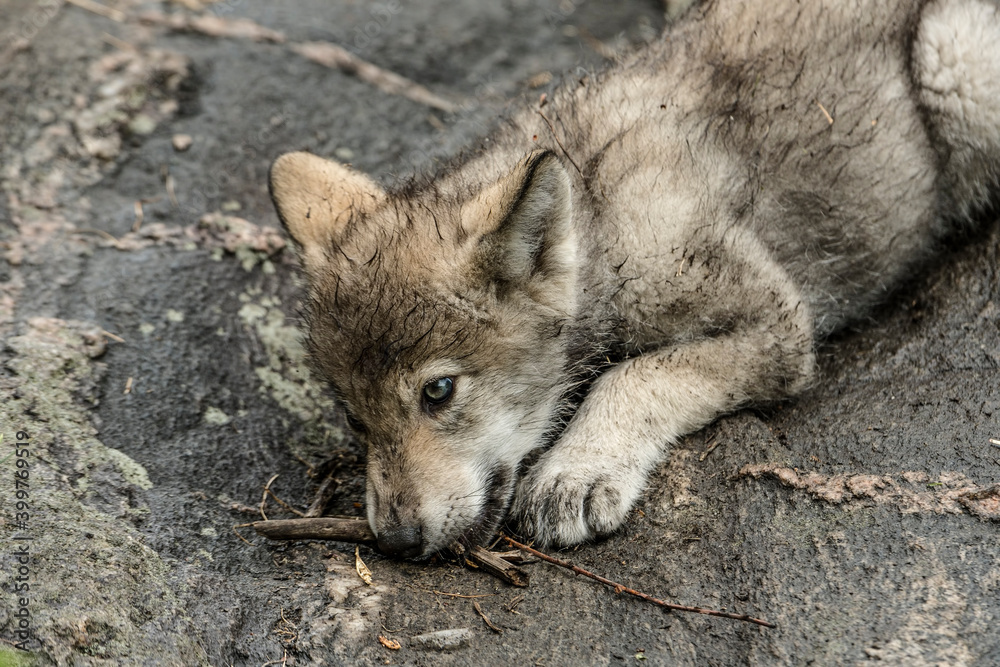 Obraz premium Gray Wolf Pup