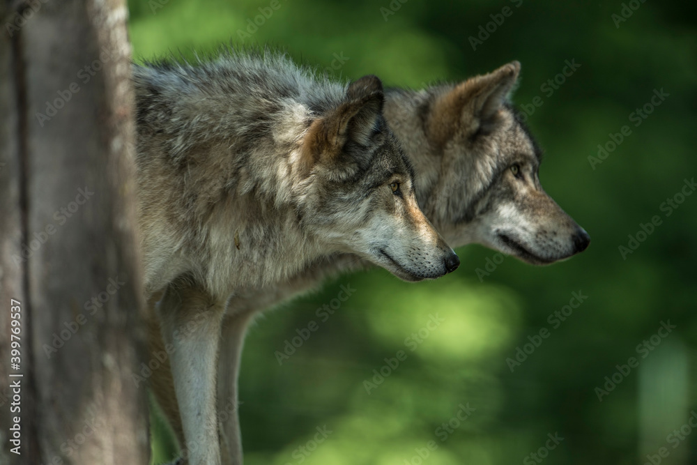 Gray Wolves Gray Wolves
