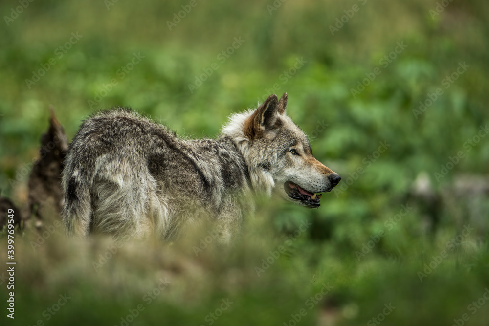 Timber Wolf