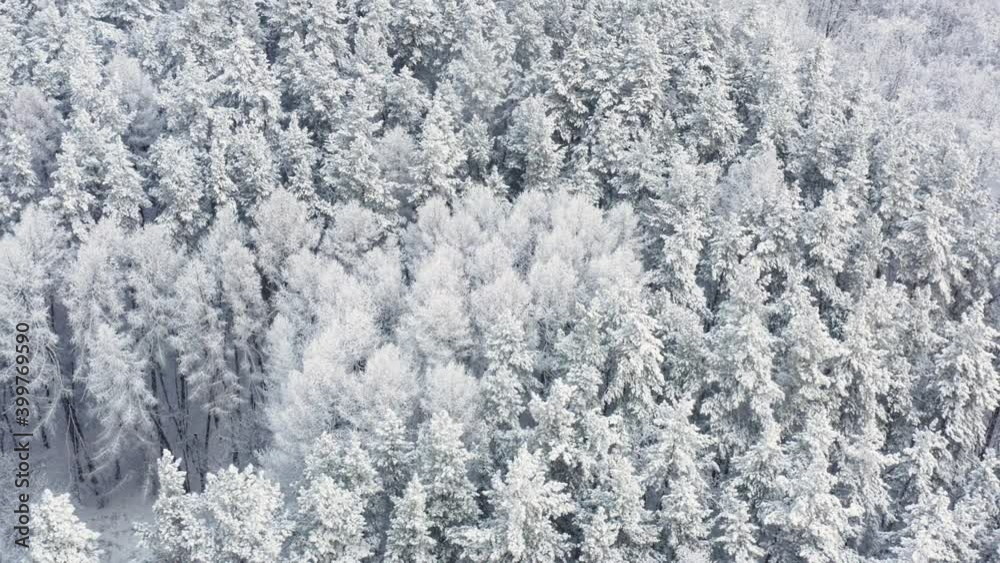 Spruce and pine frosty trees covered with snow. Winter nature, frozen white tree tops. High quality.