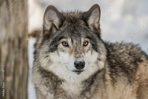 Eastern Gray Wolf © Michael