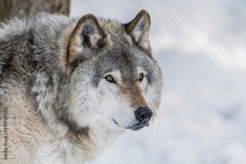 Grey Wolf © Michael