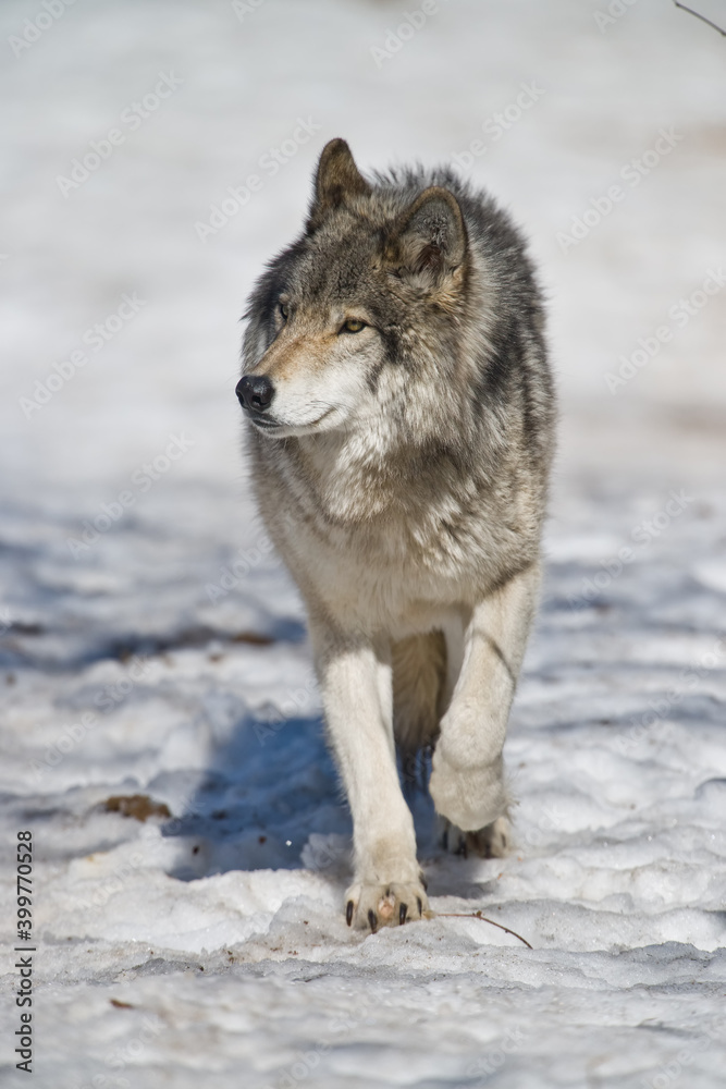 Gray Wolf Trotting On The Winter Snow