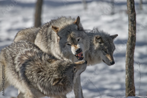 Gray Wolf Fooling Around