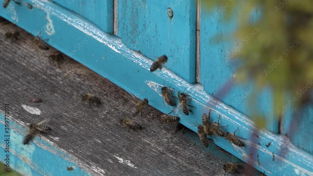 Bees hover around the hive entrance in the apiary. Bees hover around the hive entrance in the apiary.