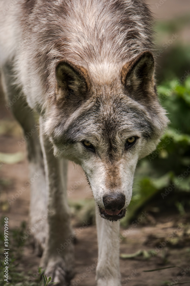 Gray Wolf Gray Wolf
