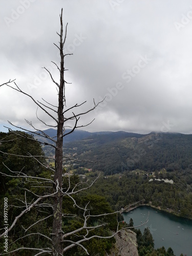 tree in the clouds