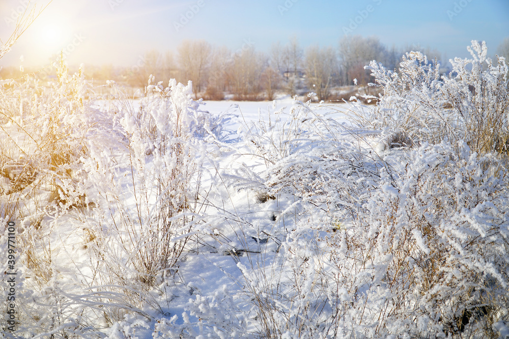 Beautiful dry grass covered with snow in the hoarfrost against a blue sky Beautiful dry grass covered with snow in the hoarfrost against a blue sky