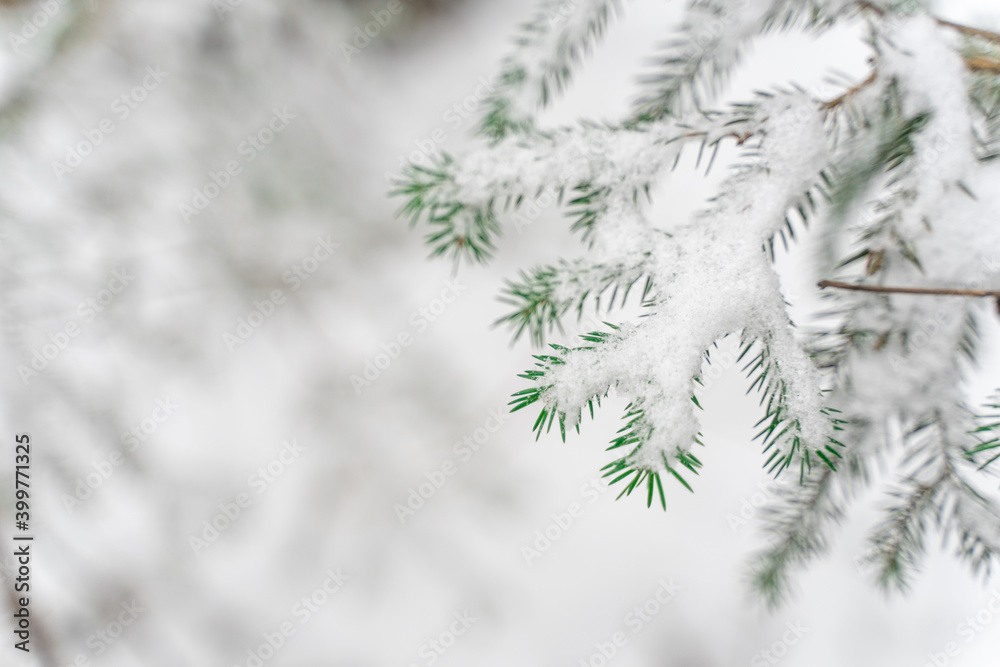 snow-covered spruce branches close-up. winter background