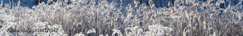 Panorama Dry reed grass in hoarfrost in sunny weather