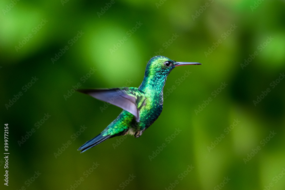 Obraz premium A Blue-chinned Sapphire hummingbird hovering with a green bokeh background. wildlife in nature. Tropical bird in garden