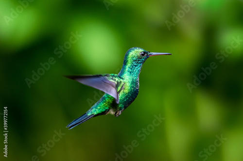 A Blue-chinned Sapphire hummingbird hovering with a green bokeh background. wildlife in nature. Tropical bird in garden © Chelsea Sampson