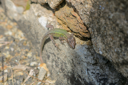 lizard on a rock