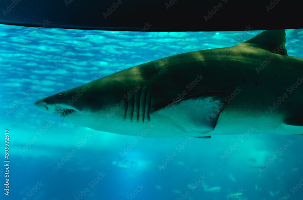 Fototapeta premium SHARK